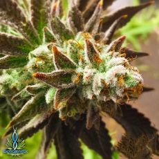 Exotic Genetix Seeds Chocolate Orange Cream