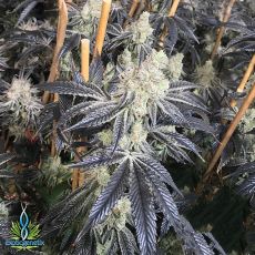 Exotic Genetix Seeds Cream & Sugar