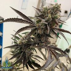 Exotic Genetix Seeds Slapz