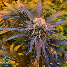 Exotic Genetix Seeds Strawberries & Cream