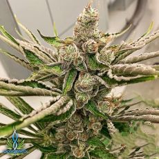 Exotic Genetix Seeds Team Cream