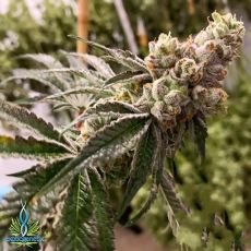 Exotic Genetix Seeds Triple Stuffed