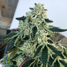Exotic Genetix Seeds Vanilla Gorilla