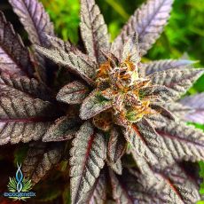 Exotic Genetix Seeds Whipped Cherries