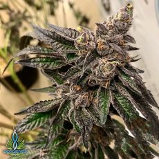 Exotic Genetix Seeds Wowzers