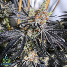 Exotic Genetix Seeds Grease Monkey