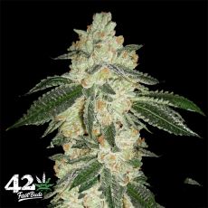 FastBuds Seeds Green Crack AUTO