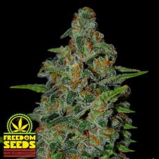 Freedom Seeds Urban Guerrilla