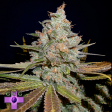 Gage Green Seeds Blue in Green