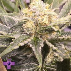 Gage Green Seeds Baby Breath