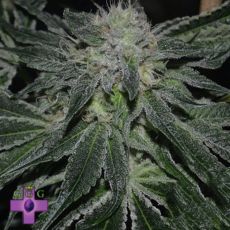 Gage Green Seeds Blast