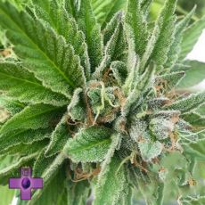 Gage Green Seeds Blue Dynamic