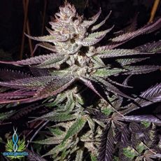 Exotic Genetix Seeds Blue Steel