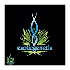 Exotic Genetix Seeds Thuglife