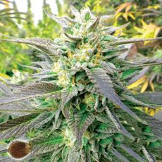 Emerald Triangle Seeds Blueberry Headband