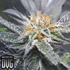 Dungeon Vault Genetics Seeds Brandywine