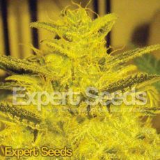 Expert Seeds Caramella AUTO