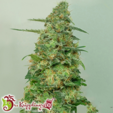 Dr. Krippling Seeds Chemdog Millionaire