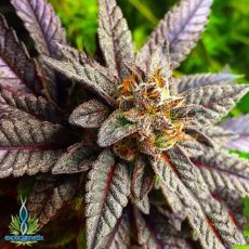 Exotic Genetix Seeds Cherry Cream Pie