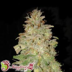Dr. Krippling Seeds Chocolate Orange AUTO