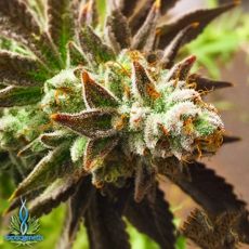 Exotic Genetix Seeds Chocolate Oranges