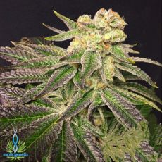 Exotic Genetix Seeds Christmas Cookies