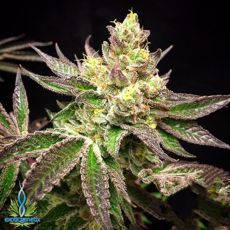 Exotic Genetix Seeds Chromatose