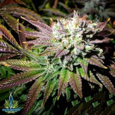 Exotic Genetix Seeds Citrus Berry