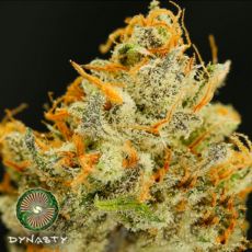 Dynasty Genetics Seeds Crater Lake V5