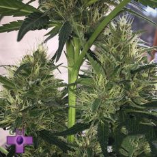 Gage Green Seeds Diamonds & Dust