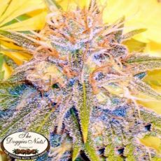 The Doggies Nuts Seeds Hyper Active AKA Speed Weed