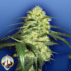 Flying Dutchmen Seeds Dutch Delight
