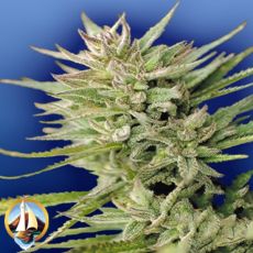 Flying Dutchmen Seeds Early Durban