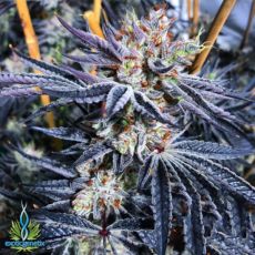 Exotic Genetix Seeds Monkey Mints