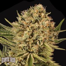 Exotic Seed Herz OG