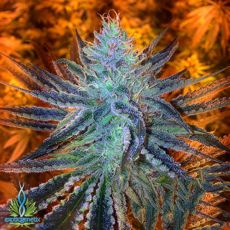 Exotic Genetix Seeds Extreme Orange
