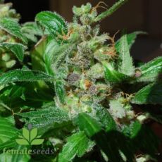 Female Seeds Black Sugar