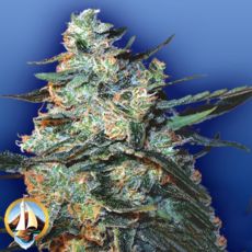 Flying Dutchmen Seeds Feminized Mix