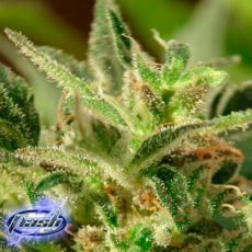 Flash Autoflowering Seeds Tutti Frutti