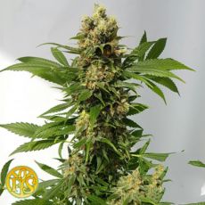 Freedom of Seeds Guerrilla Ryder AUTOFLOWERING