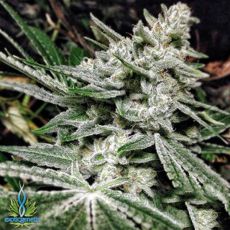 Exotic Genetix Seeds Future