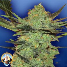 Flying Dutchmen Seeds G Force