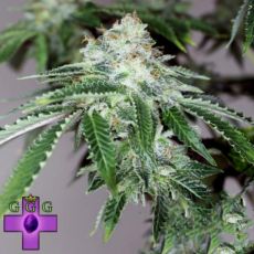 Gage Green Seeds Bright Moments