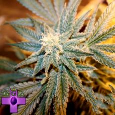 Gage Green Seeds Cindy La Pew