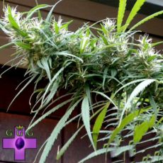 Gage Green Seeds Colombian Black