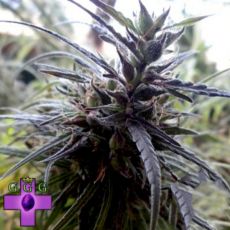 Gage Green Seeds Colombian Gold