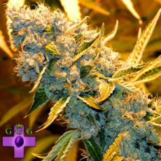 Gage Green Seeds Blessings OG