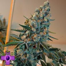 Gage Green Seeds Bright Puff