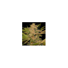 Gage Green Seeds Crimson Crush