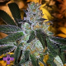 Gage Green Seeds Gawd Dawg